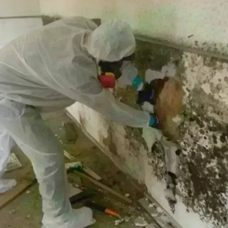 Mold Remediation and Removal in Carrboro, NC